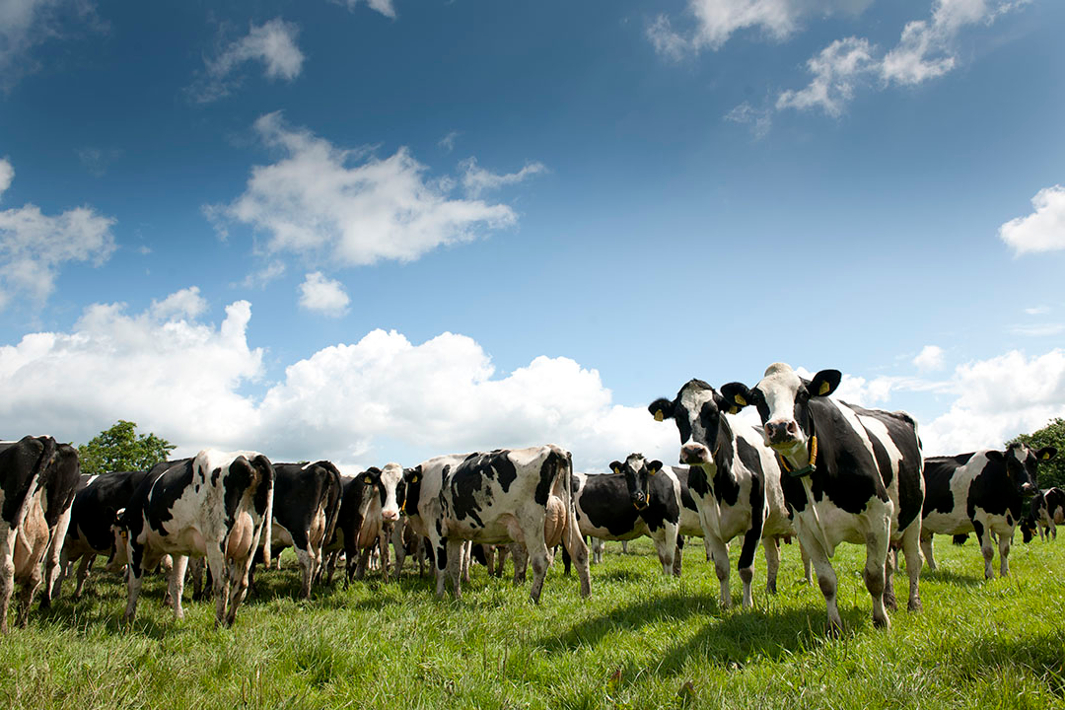 Gippsland Dairy Farm Case Study_REDEI