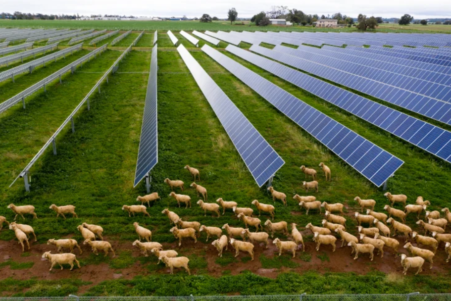 Australian Dairy Farmers Embrace Renewable Energy for Sustainable Farming_image