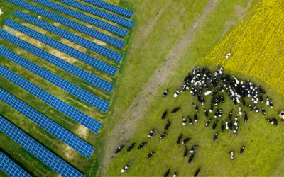 Dairy Farms using Solar Energy to Power their Farm_REDEI Renewable Energy Solutions_sml