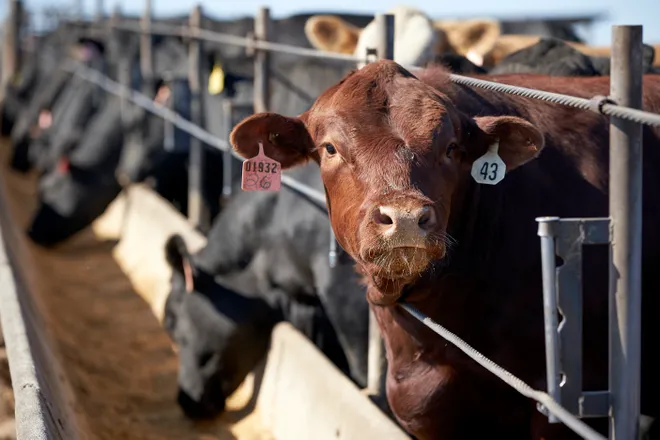 Beef Cattle Farmers growing energy needs for expansion - REDEI Renewable Energy