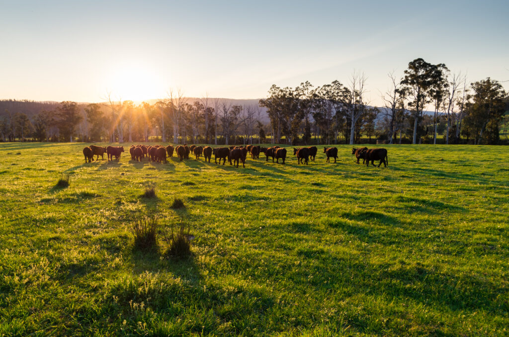 Renewable Energy Solutions for Agriculture - REDEI Energy