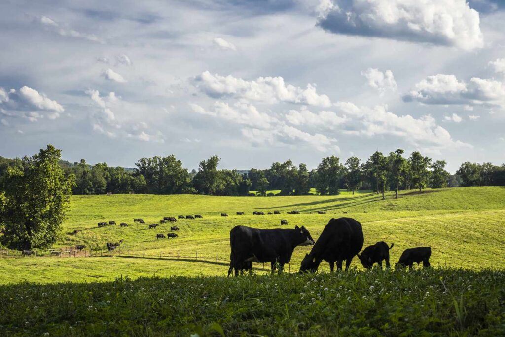 Off-Grid Power Solutions for Property and livestock farmers in remote locations - REDEI